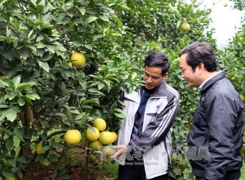 Nhiều sản phẩm nông nghiệp được dán tem truy xuất nguồn gốc 
